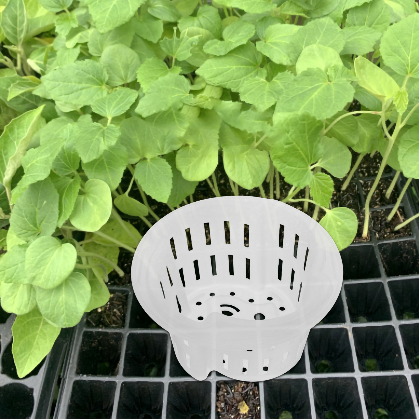 4 stuks hydroponische plantenp - Plant Pot recensie en prijs