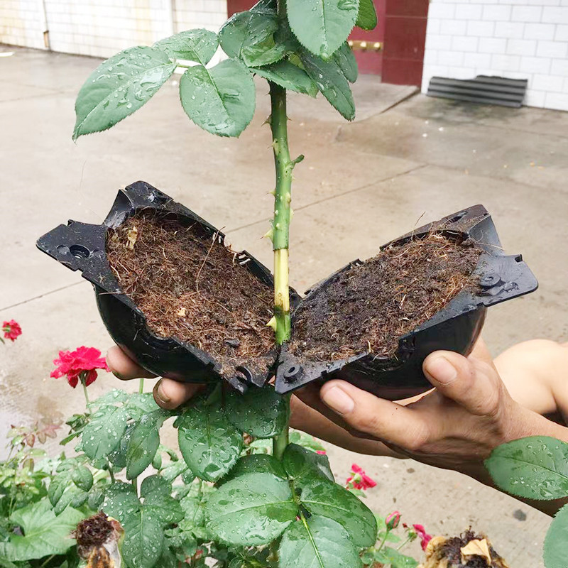 Plant Wroeten Bal Voortplantin - Seed Starter Tray recensie en prijs